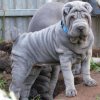 sharpei bleu.jpg
