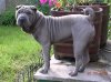 sharpei bleu 2.jpg