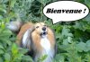 dex-bienvenue.jpg