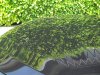 100_2155.JPG