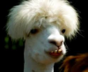 lama1.png