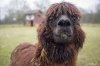 lama5.jpg