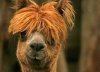 lama7.jpg