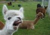 lama9.jpg